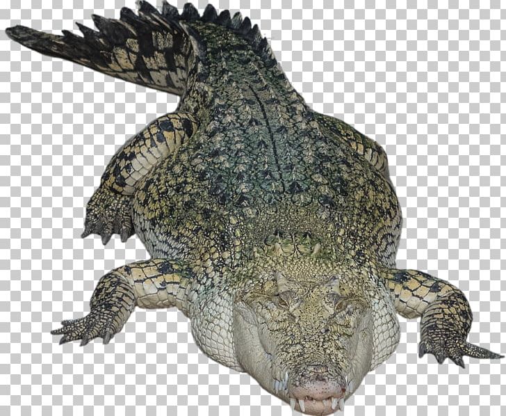 Crocodiles Chinese Alligator PNG, Clipart, Alligator, Amphibian, Animals, Chinese Alligator, Computer Icons Free PNG Download