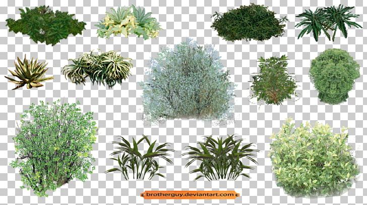 Plant Vegetation Shrub PNG, Clipart, Art, Bit, Conifer, Conifers, Drawing Free PNG Download