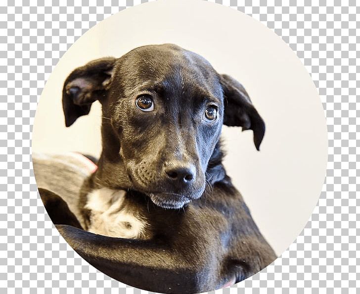 Dog Breed Treeing Tennessee Brindle Mountain Cur Plott Hound Animal Rescue Group PNG, Clipart, Animal Rescue Group, Brindle, Carnivoran, Collar, Dog Free PNG Download