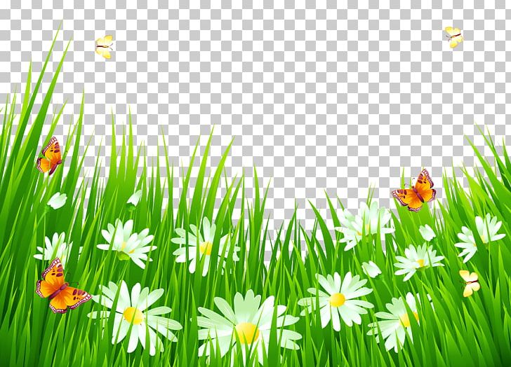Flower Free Content PNG, Clipart, Clip Art, Commodity, Computer Wallpaper, Daisy, Field Free PNG Download
