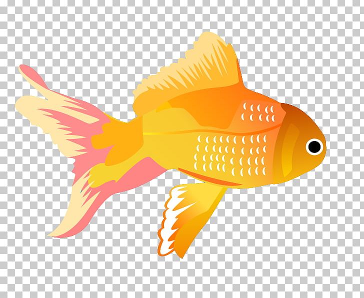 Graphics Fish Portable Network Graphics Illustration PNG, Clipart, Angelfish, Animals, Bony Fish, Download, Encapsulated Postscript Free PNG Download