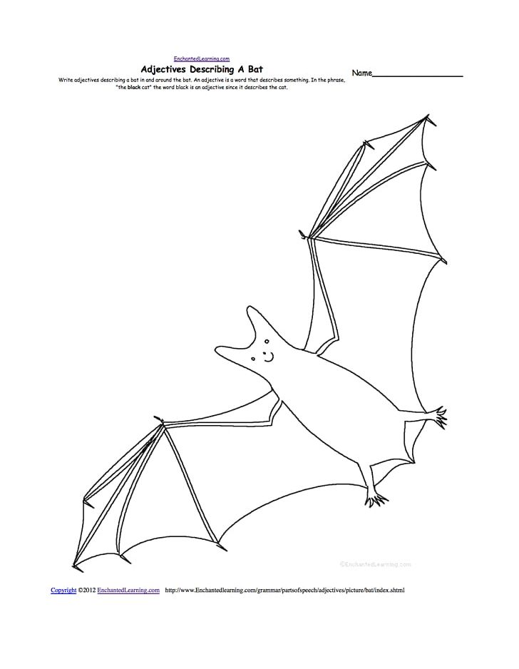 Megabat Drawing Worksheet Anatomy Png Clipart Anatomy