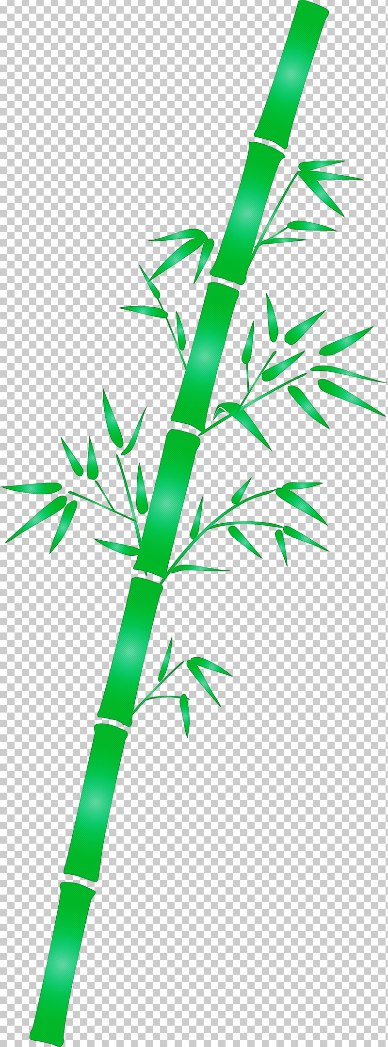 Bamboo Leaf PNG, Clipart, Bamboo, Branch, Grass, Green, Leaf Free PNG Download