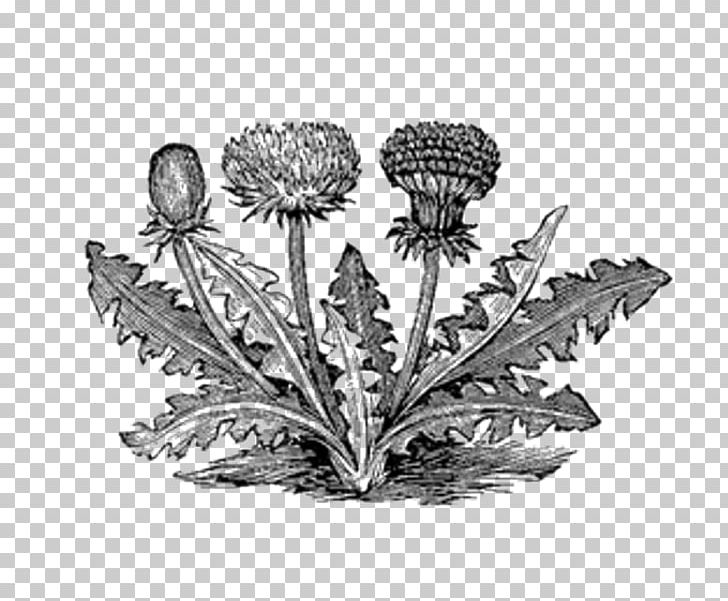 Botanical Illustration Botany Drawing Black And White PNG, Clipart, Art, Black And White, Botanical Illustration, Botany, Drawing Free PNG Download