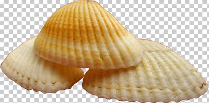 Cockle Clam Mussel Mollusc Shell Seashell PNG, Clipart, Baking Cup, Blog, Blue Mussel, Centerblog, Clam Free PNG Download