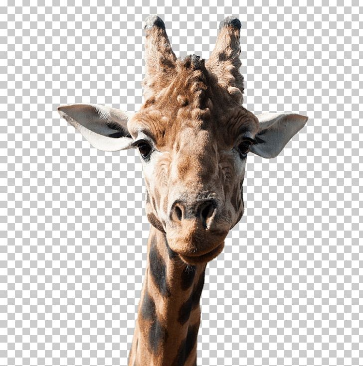 Giraffe National Zoo & Aquarium Animal PoeticKinetics PNG, Clipart, Animal, Animals, Desktop Wallpaper, Fauna, Giraffe Free PNG Download