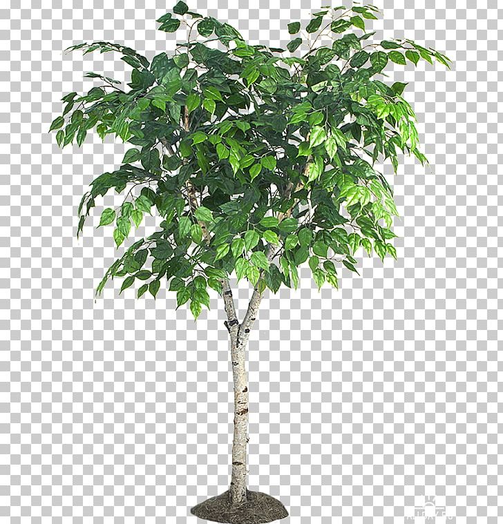 Tree Branch Flowerpot Fiddle-leaf Fig Shrub PNG, Clipart, Birch, Bonsai, Branch, Fiddleleaf Fig, Fig Trees Free PNG Download