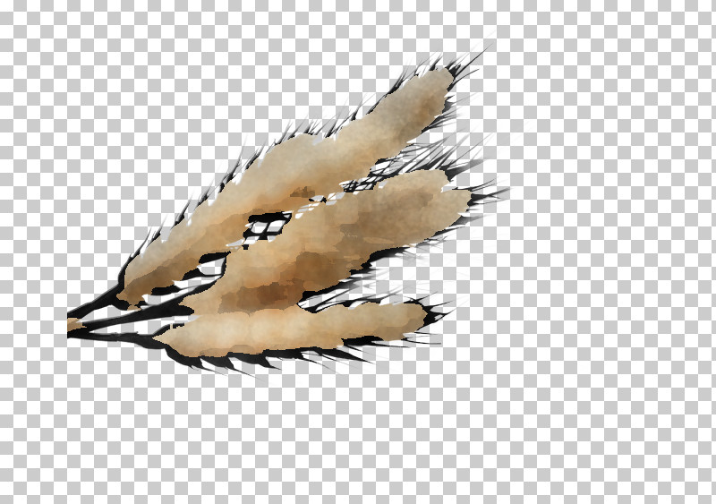 Feather PNG, Clipart, Beige, Feather, Wing Free PNG Download
