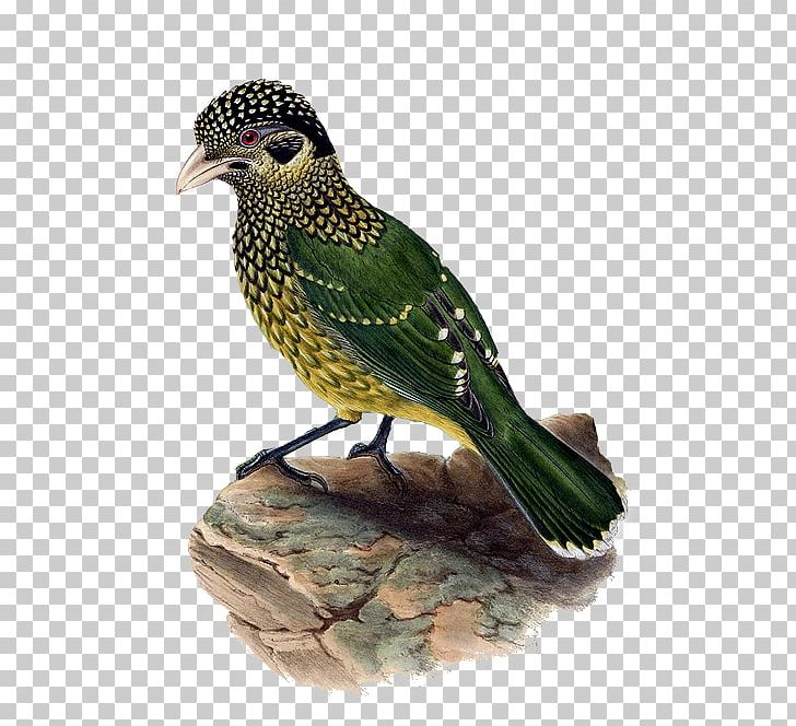 Bird Duck Beak PNG, Clipart, Animal, Animals, Beak, Bird, Clip Art Free PNG Download