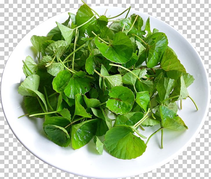 Centella Asiatica Plant Herb Waterhyssop Hydrocotyle PNG, Clipart, Centella, Centella Asiatica, Food, Food Drinks, Health Free PNG Download