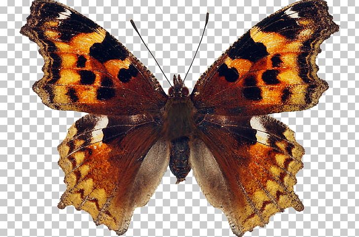Monarch Butterfly Brush-footed Butterflies Pieridae Large Tortoiseshell PNG, Clipart, Arthropod, Borboleta, Brush Footed Butterfly, Butterflies And Moths, Butterfly Free PNG Download