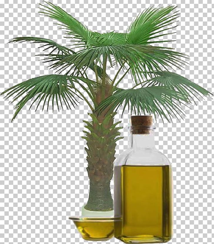 Palm Oil Vegetable Oil Palm Kernel Oil Artikel PNG, Clipart, Apricot Oil, Arecales, Artikel, Bottle, Carrier Oil Free PNG Download