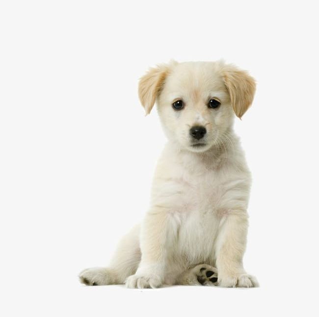 Puppy PNG, Clipart, Animal, Puppy, Puppy Clipart Free PNG Download