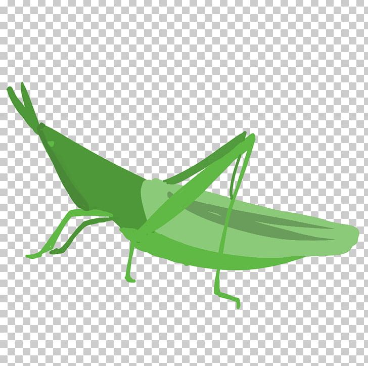 Chinese Grasshopper Caelifera Locust PNG, Clipart, Batta Tibor, Caelifera, Chinese Grasshopper, Cricket Like Insect, Grass Free PNG Download