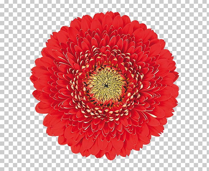 Transvaal Daisy Common Daisy Flower Red PNG, Clipart, Annual Plant, Can Stock Photo, Chrysanths, Common Daisy, Cut Flowers Free PNG Download