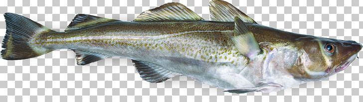 Atlantic Cod Fish Gadidae Pollack PNG, Clipart, Angler, Animal Figure, Animals, Atlantic Cod, Atlantic Herring Free PNG Download