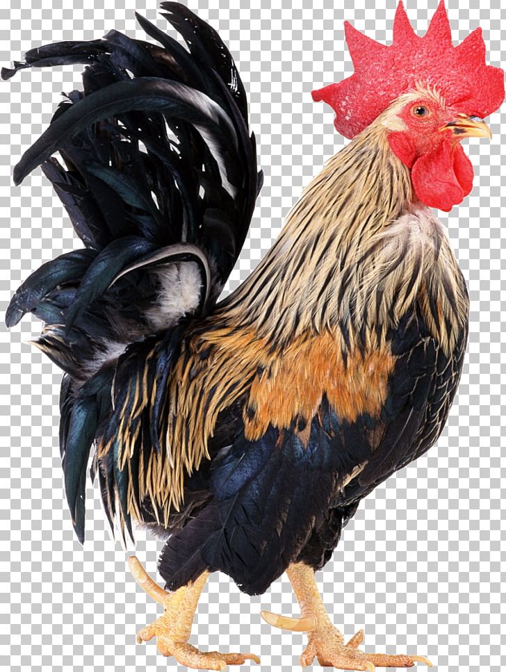 Broiler Rooster PNG, Clipart, Animals, Beak, Bird, Chicken, Desktop Wallpaper Free PNG Download
