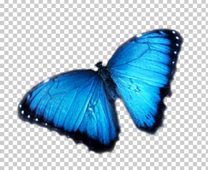 Butterfly Insect Pollinator Nymphalidae Cobalt Blue PNG, Clipart, Arthropod, Blue, Brush Footed Butterfly, Butterflies And Moths, Butterfly Free PNG Download