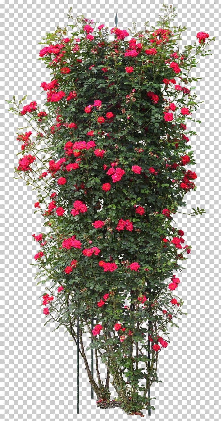 Quercus Suber Tree Plant Rose PNG, Clipart, Branch, Bushes, Christmas, Christmas Decoration, Christmas Ornament Free PNG Download