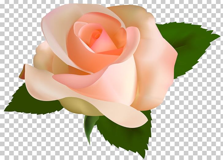 Rose Peach Flower PNG, Clipart, Bud, Closeup, Color, Computer Wallpaper, Cut Flowers Free PNG Download
