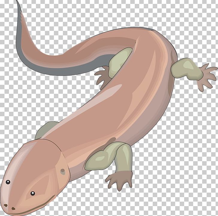 Salamander PNG, Clipart, Amphibian, Blog, Carnivoran, Cartoon, Fauna Free PNG Download