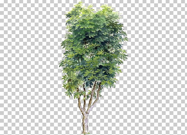 Tree PNG, Clipart, Branch, Cartoon, Cartoon Pictures Trees, Cartoon Trees Picture Material, Color Free PNG Download