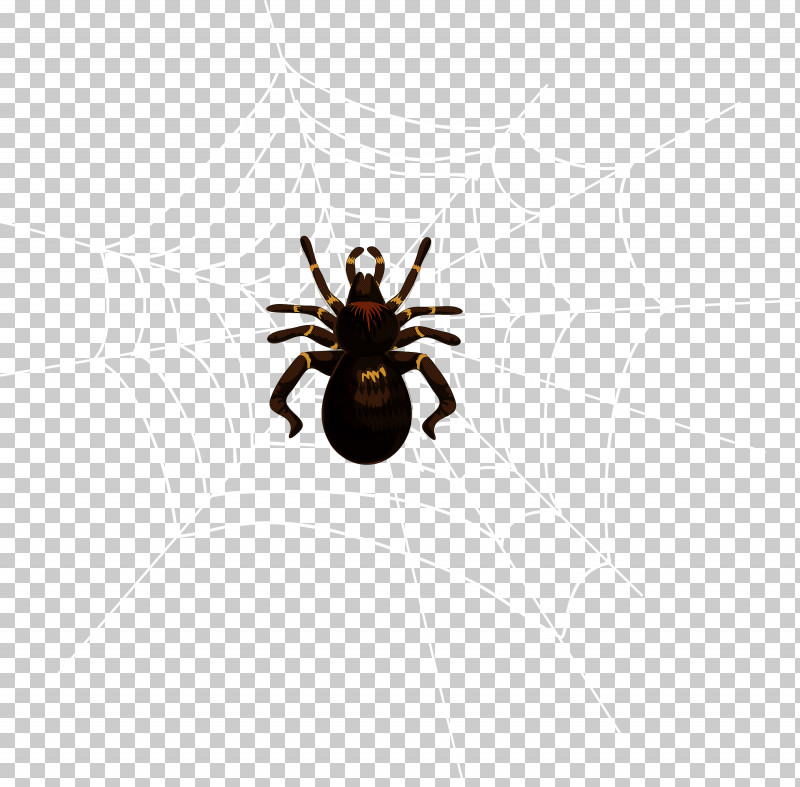 Spider Insect Arachnid Pest Tarantula PNG, Clipart, Arachnid, Araneus, Araneus Cavaticus, European Garden Spider, Insect Free PNG Download