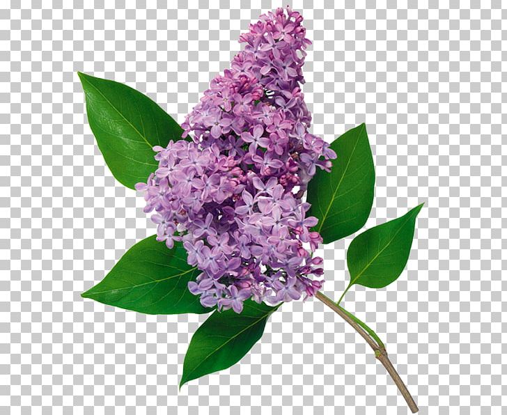 Common Lilac Flower PNG, Clipart, Blume, Color, Common Lilac, Cut Flowers, Flower Free PNG Download