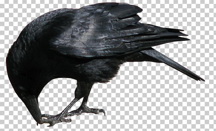 Crows PNG, Clipart, American Crow, Animals, Beak, Bird, Computer Icons Free PNG Download