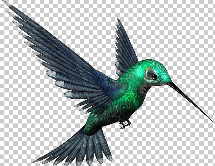 Hummingbird PNG, Clipart, Adorable, Akitaclub, Animals, Beak, Bird Free PNG Download