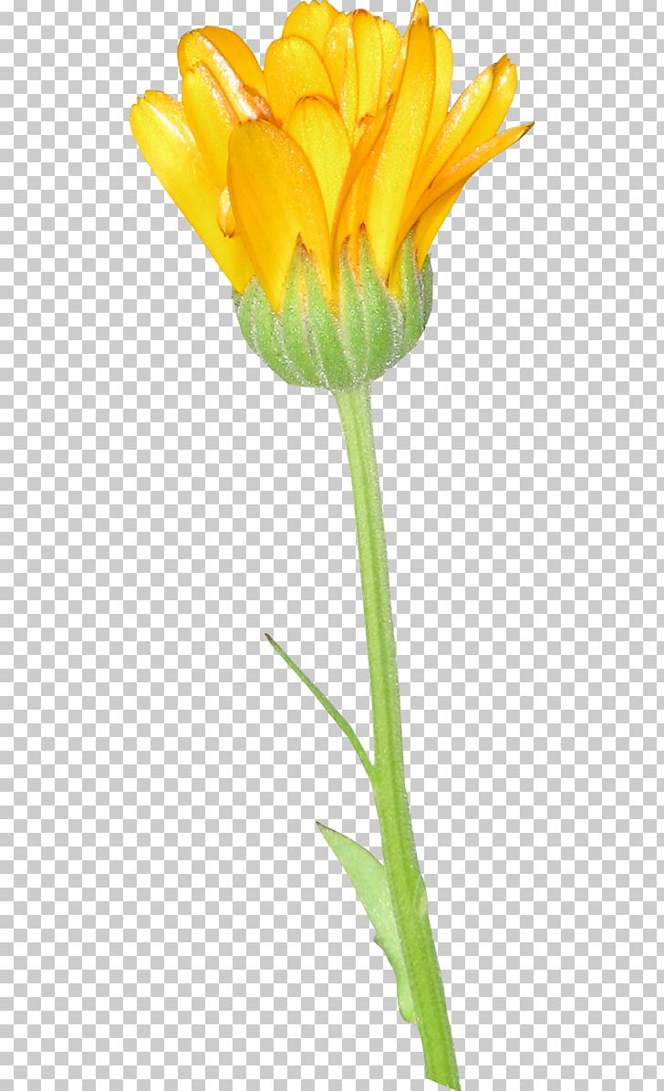 Tulip Light Flower PNG, Clipart, Bud, Cut Flowers, Dots Per Inch, Download, Flower Free PNG Download