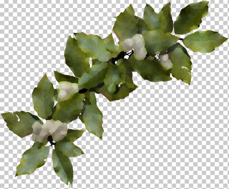 Christmas Holly Ilex Holly PNG, Clipart, Branch, Christmas, Christmas Holly, Flower, Holly Free PNG Download