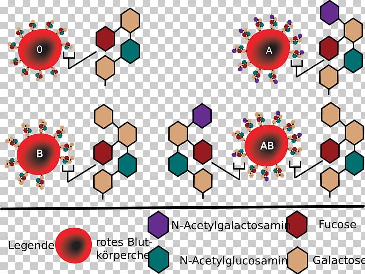 Blood Type Human Blood Group Systems Hh Blood Group Antigen PNG, Clipart, Antigen, Area, Blood, Blood Cell, Blood Group Free PNG Download