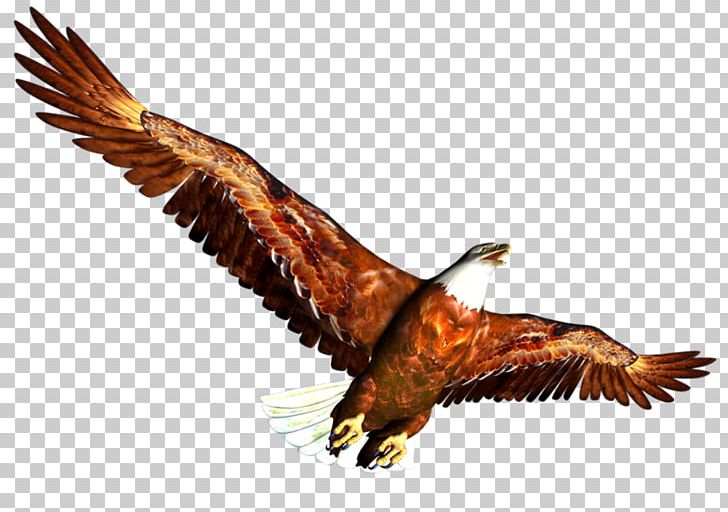 Painted Animals Hand PNG, Clipart, Accipitriformes, Animals, Animation, Bald Eagle, Beak Free PNG Download