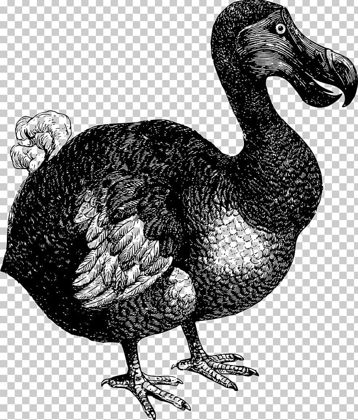 Flightless Bird Dodo Mauritius Island Extinction PNG, Clipart, Animals, Beak, Bird, Bird Extinction, Black And White Free PNG Download