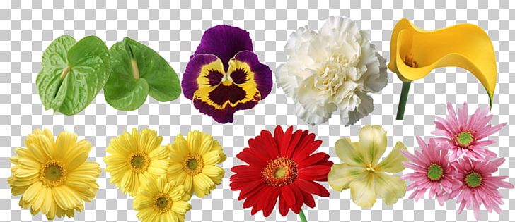 Flower Chrysanthemum Computer File PNG, Clipart, Artificial Flower, Beach Rose, Chrysanths, Cut Flowers, Daisy Family Free PNG Download