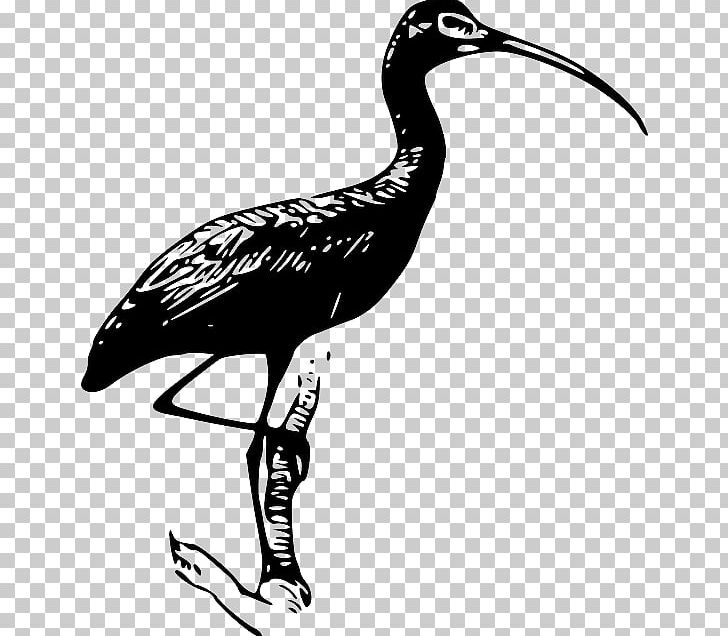 Glossy Ibis PNG, Clipart, American White Ibis, Artwork, Beak, Bird, Black And White Free PNG Download