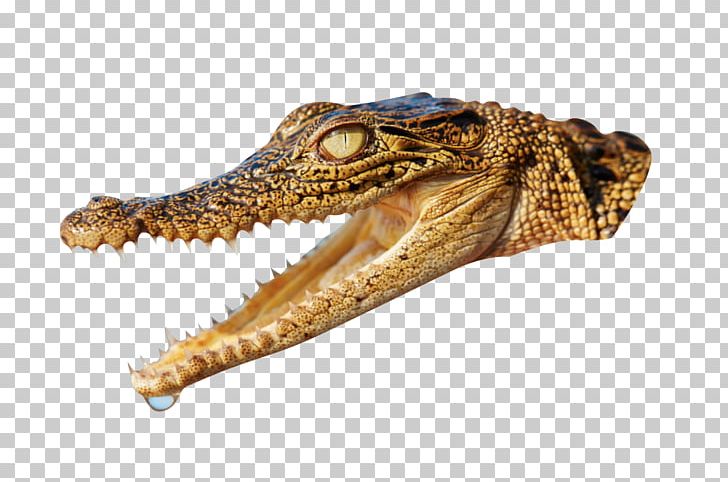 Nile Crocodile Alligator Animal PNG, Clipart, 3d Animation, Alligator, Animal, Animals, Animation Free PNG Download