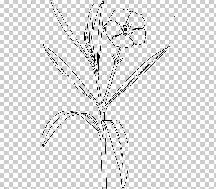 Oleander Drawing Flower Shrub PNG, Clipart, Angle, Area, Black And White, Branch, Bud Free PNG Download
