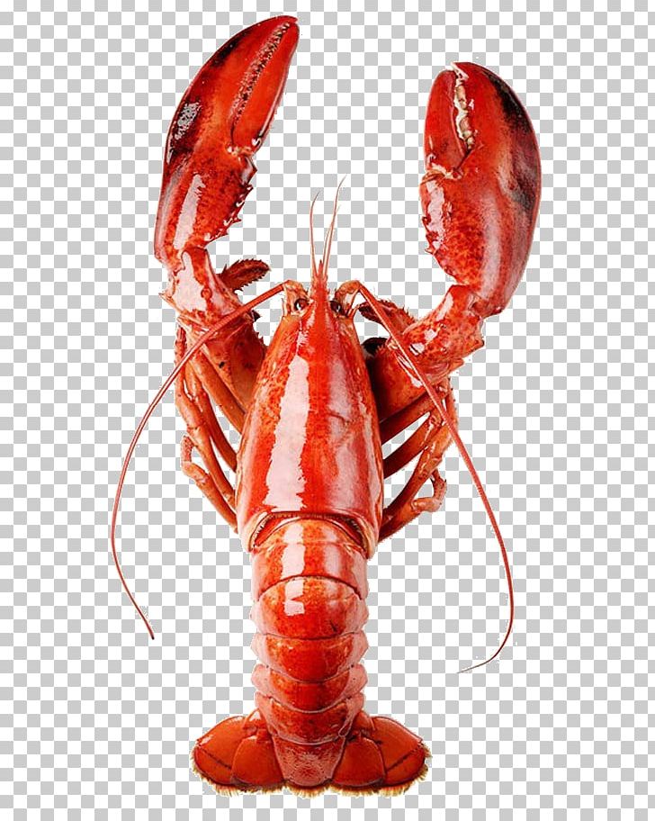 American Lobster Homarus Gammarus Caridea Palinurus Elephas Crayfish PNG, Clipart, Animals, Animal Source Foods, Arthropod, Boston, Crustacean Free PNG Download