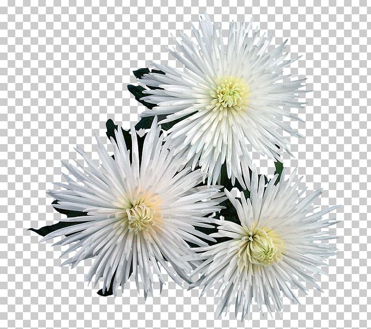 Chrysanthemum Lühipäevataimed Flower Spider Petal PNG, Clipart, Albert Camus, Aster, Breed, Chrysanthemum, Chrysanths Free PNG Download