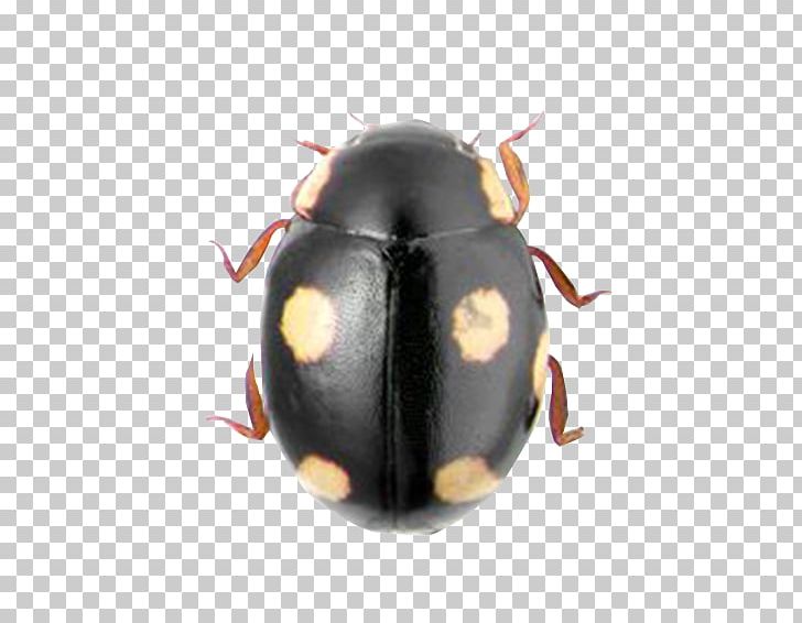 Dung Beetle Hyperaspis Mckenziei Coccinella PNG, Clipart, Animal, Aphid, Arthropod, Beetle, Biological Free PNG Download