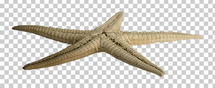 Starfish PhotoScape PNG, Clipart, Animal Figure, Animals, Echinoderm, Hotel, Invertebrate Free PNG Download