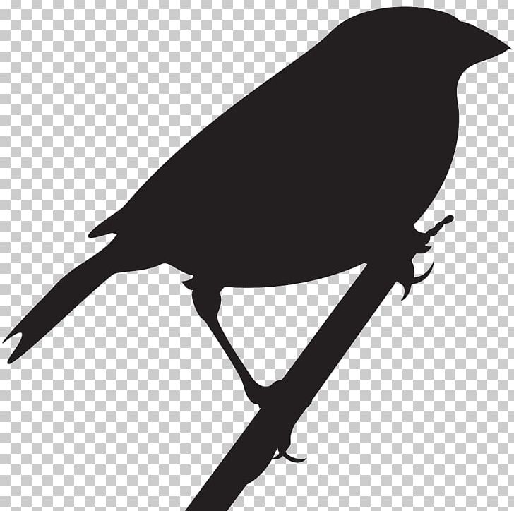 All About Birds American Crow Cornell Lab Of Ornithology New Caledonian Crow PNG, Clipart, American Crow, American Sparrows, Animals, Bairds Sparrow, Beak Free PNG Download