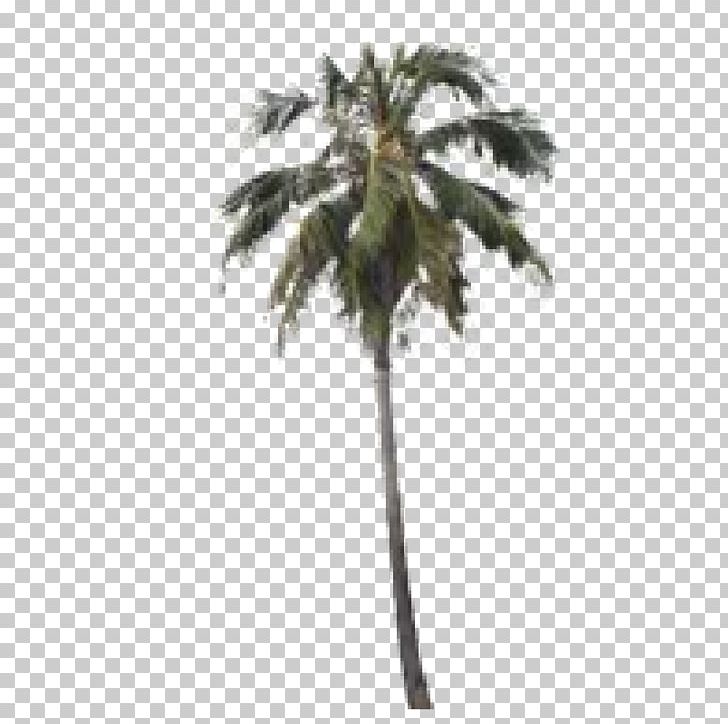 Asian Palmyra Palm Arecaceae The Wynwood Yard Plant Date Palm PNG, Clipart, Arecaceae, Arecales, Asian Palmyra Palm, Borassus, Borassus Flabellifer Free PNG Download