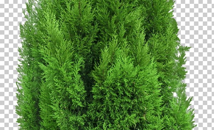 Mediterranean Cypress Tree Pine Leyland Cypress PNG, Clipart, Biome, Conifer, Cupressus, Cypress Family, Drawing Free PNG Download
