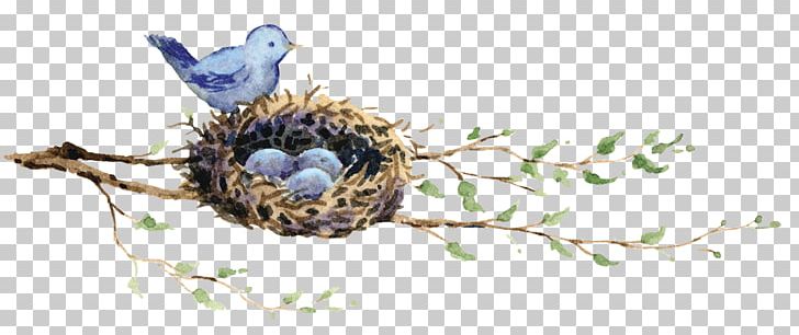 Edible Bird's Nest Bird Nest Drawing PNG, Clipart,  Free PNG Download