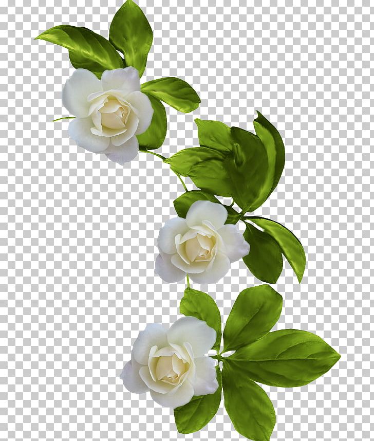 Garden Roses Flower PNG, Clipart, Artificial Flower, Blue, Branch, Camellia, Color Free PNG Download