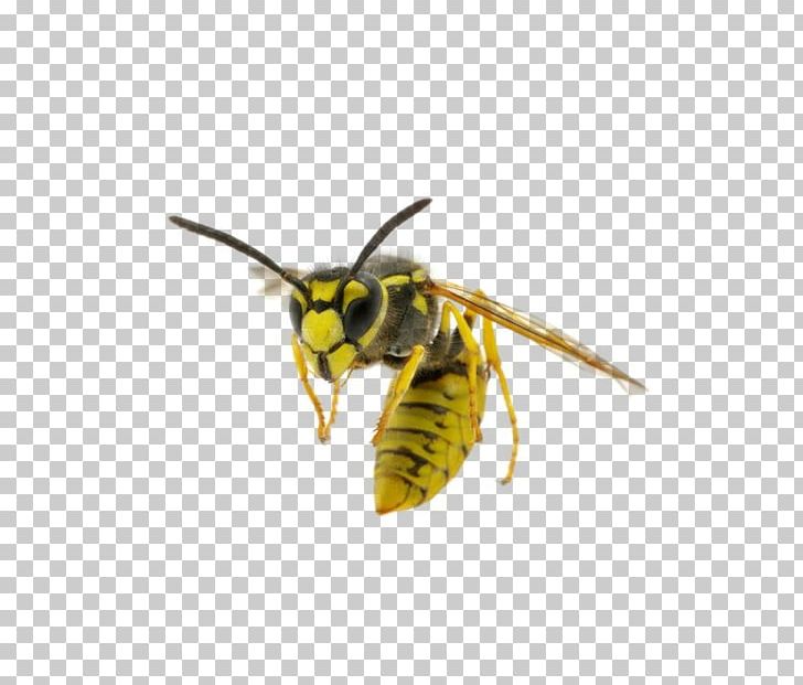 Hornet Insect Bee Paper Wasp PNG, Clipart, Animals, Arthropod, Bee, Common Wasp, Honey Bee Free PNG Download