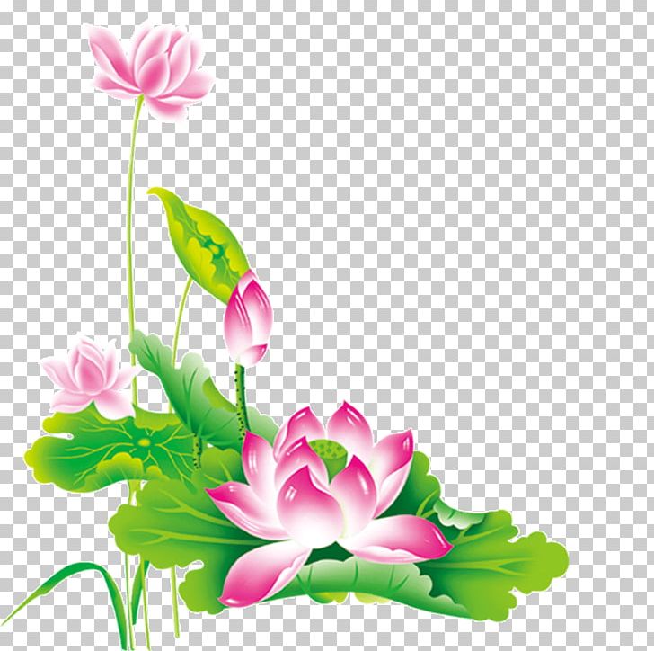 Nelumbo Nucifera Chinese New Year Pink PNG, Clipart, Aquatic Plant, Art, Computer Wallpaper, Floral Design, Flower Free PNG Download